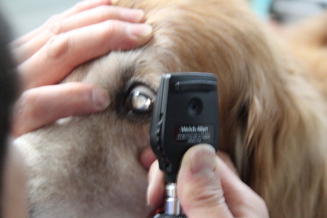 ファイル 2047-1.jpg