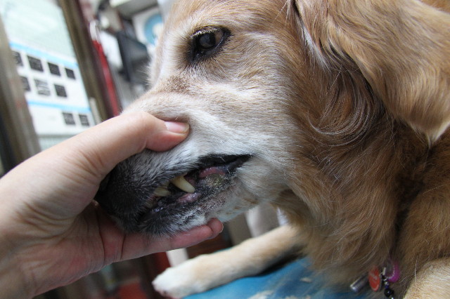 ファイル 2047-5.jpg