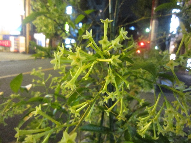 ファイル 2050-5.jpg