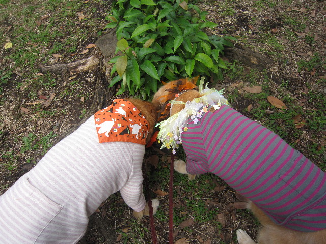 ファイル 2061-3.jpg