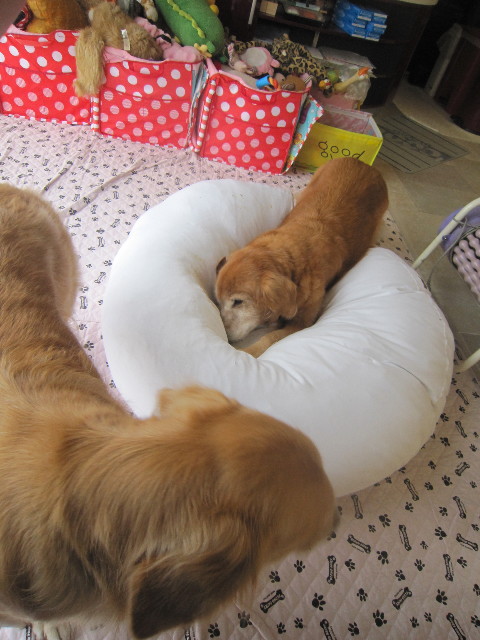 ファイル 2062-1.jpg