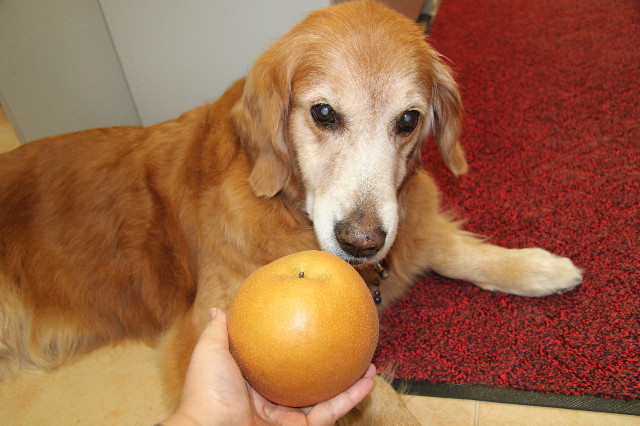 ファイル 2071-1.jpg