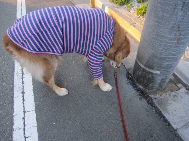 ファイル 2078-2.jpg