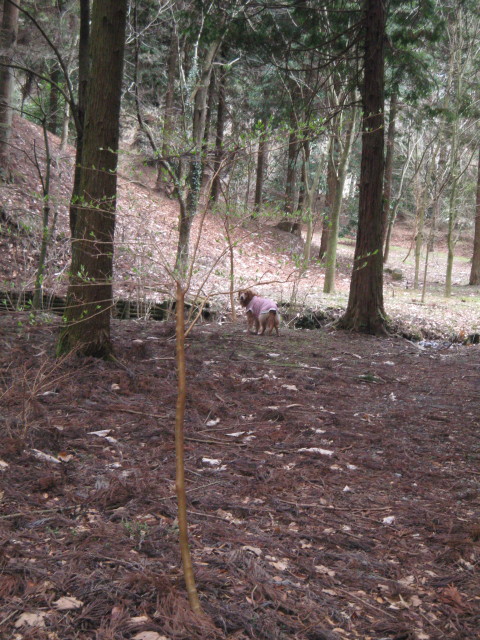 ファイル 218-1.jpg