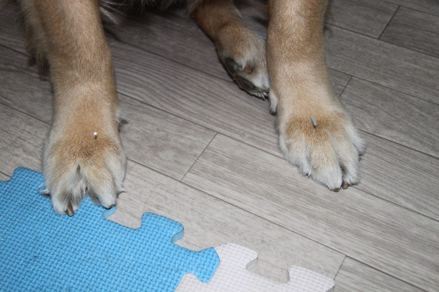 ファイル 2184-5.jpg