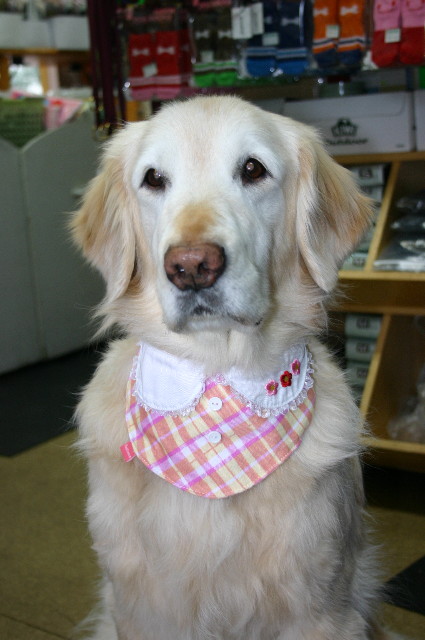 ファイル 2186-1.jpg