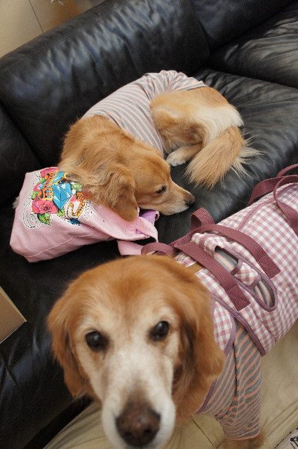 ファイル 2199-1.jpg