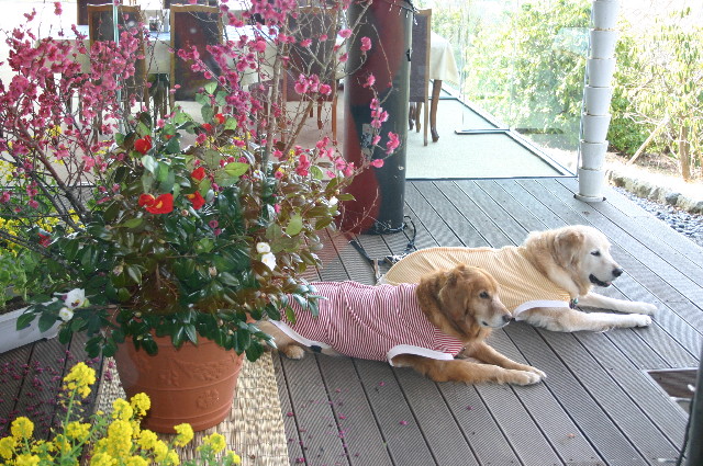 ファイル 2202-4.jpg