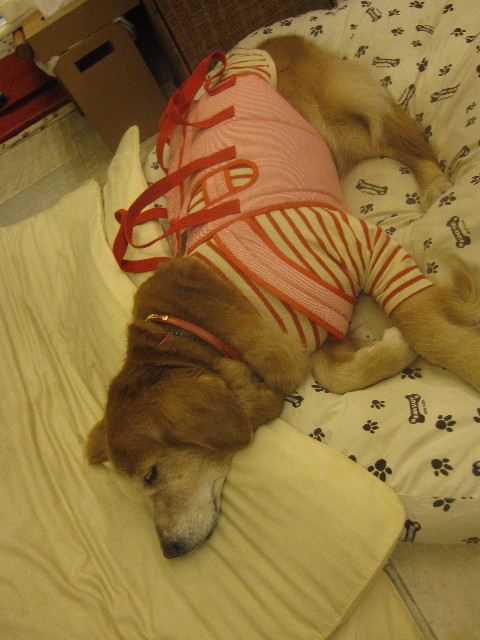 ファイル 2203-1.jpg