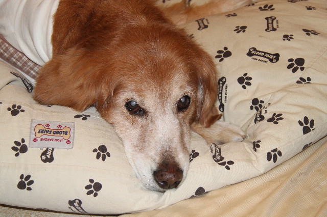 ファイル 2208-1.jpg