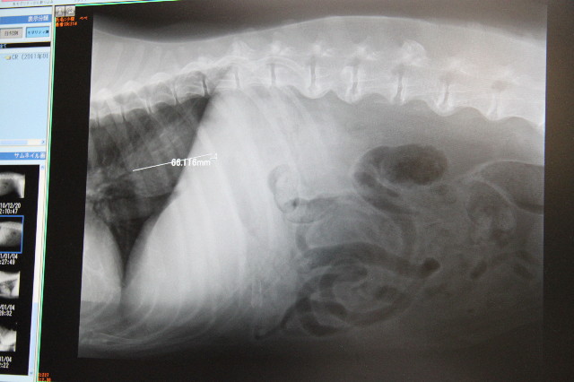 ファイル 2211-3.jpg