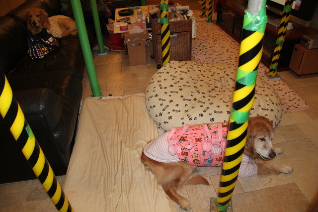 ファイル 2213-1.jpg