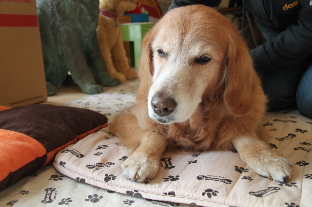 ファイル 2215-1.jpg