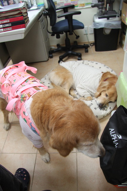 ファイル 2216-1.jpg