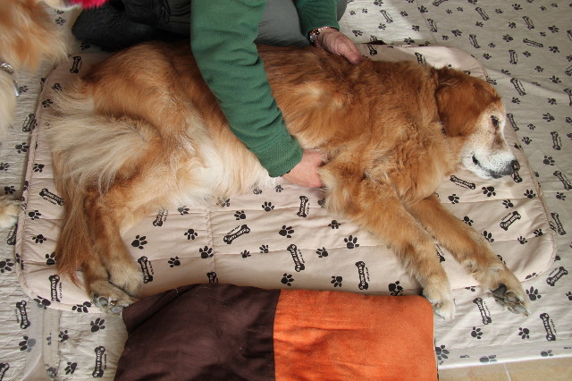 ファイル 2224-1.jpg