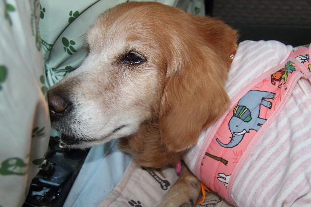 ファイル 2230-4.jpg