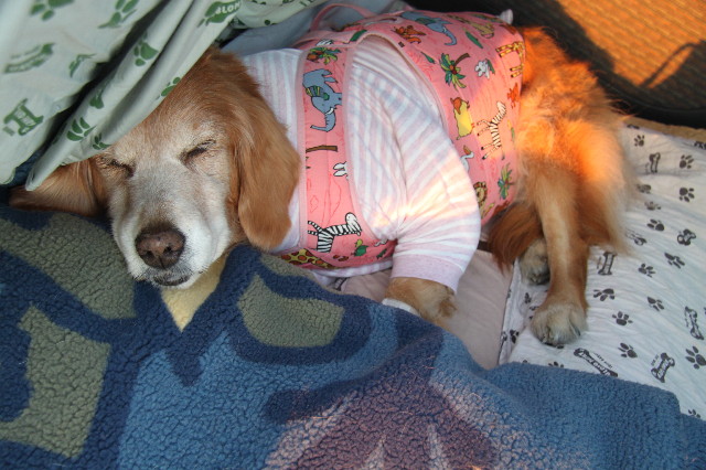 ファイル 2230-5.jpg