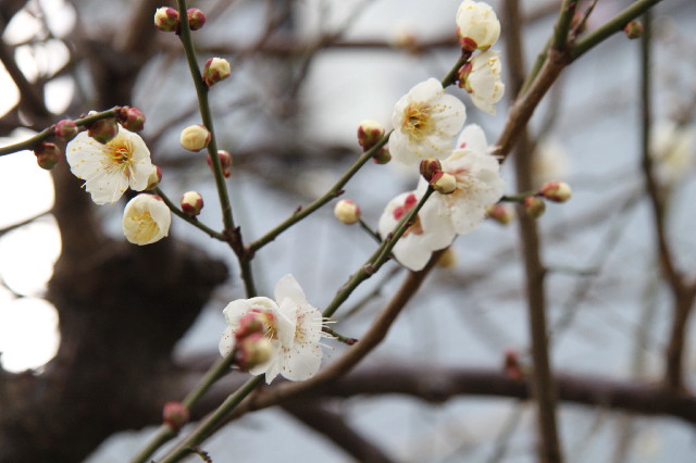 ファイル 2257-4.jpg