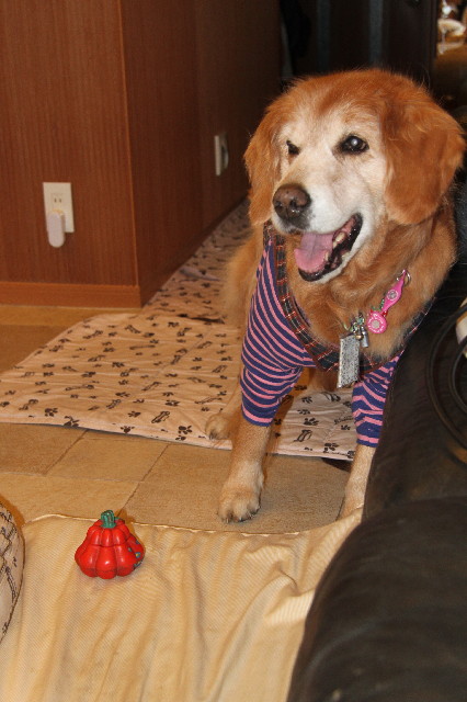 ファイル 2264-5.jpg