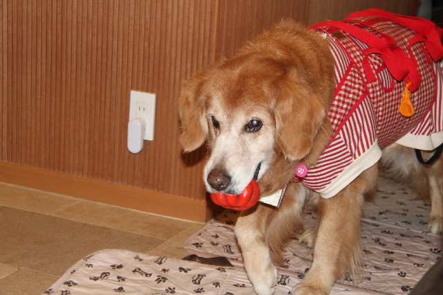 ファイル 2277-1.jpg