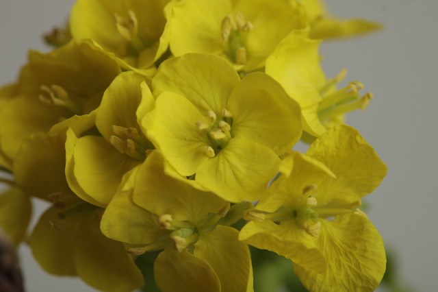 ファイル 2281-2.jpg