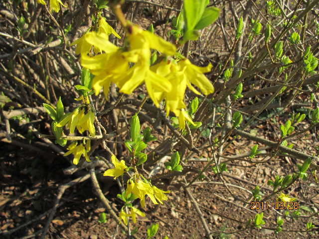 ファイル 2306-2.jpg