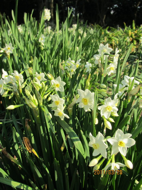 ファイル 2306-4.jpg