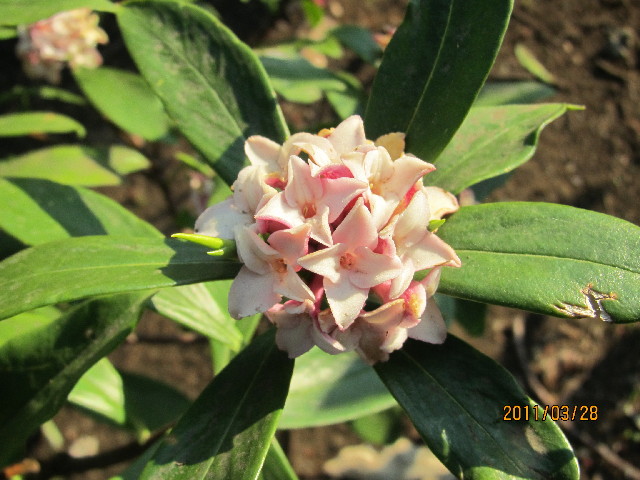 ファイル 2307-1.jpg