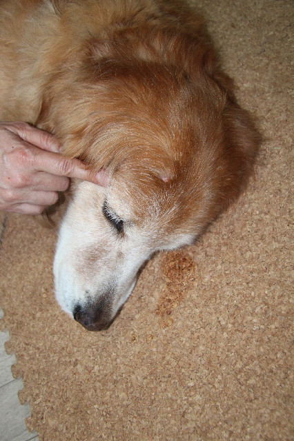 ファイル 2308-1.jpg