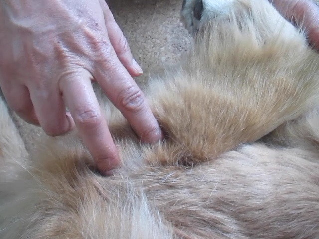 ファイル 2308-2.jpg