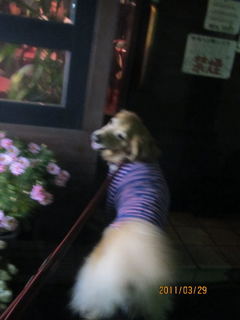 ファイル 2309-1.jpg