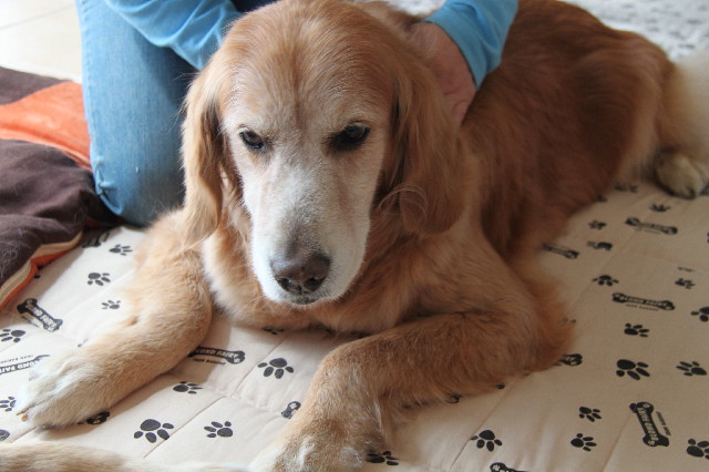 ファイル 2312-1.jpg