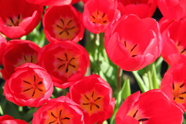 ファイル 2321-1.jpg