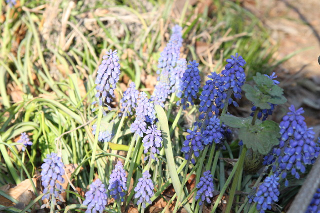 ファイル 2322-5.jpg