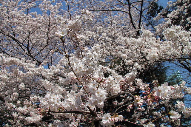 ファイル 2327-3.jpg