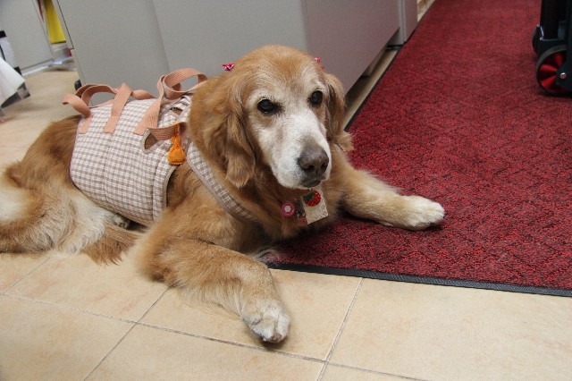 ファイル 2332-1.jpg