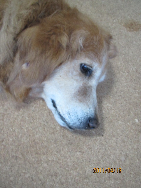 ファイル 2338-2.jpg