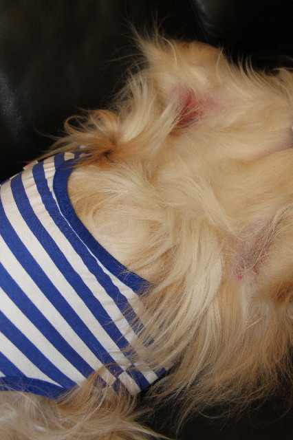 ファイル 2338-5.jpg