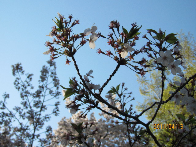 ファイル 2340-2.jpg