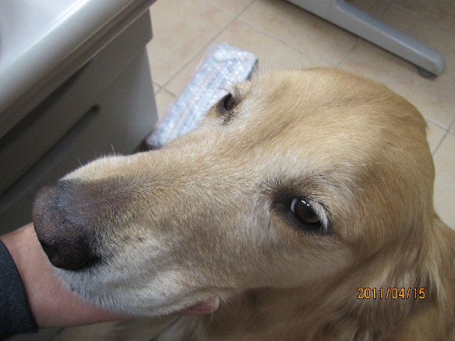 ファイル 2342-1.jpg