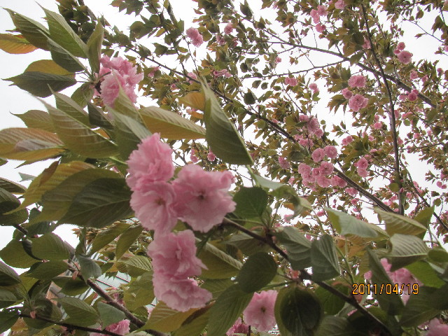 ファイル 2352-5.jpg