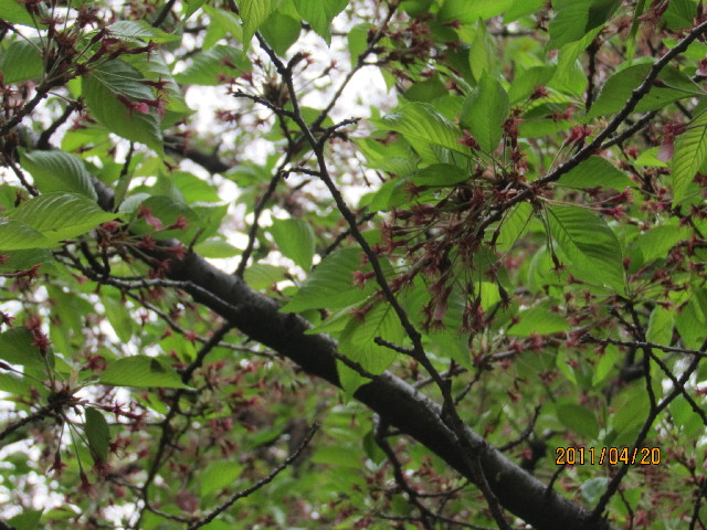 ファイル 2353-2.jpg