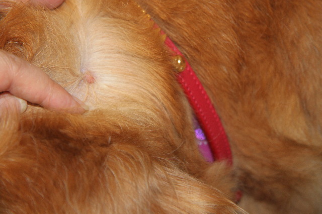 ファイル 2358-4.jpg