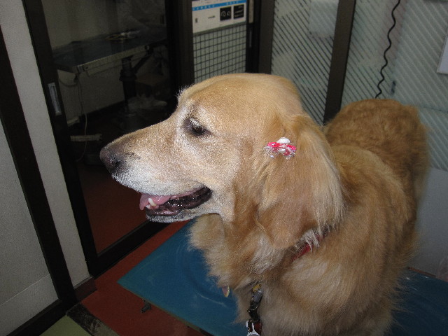 ファイル 2360-1.jpg