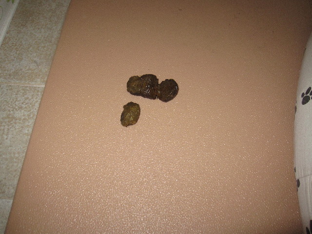 ファイル 2361-1.jpg