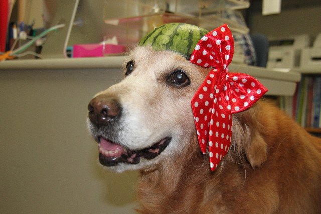 ファイル 2362-1.jpg