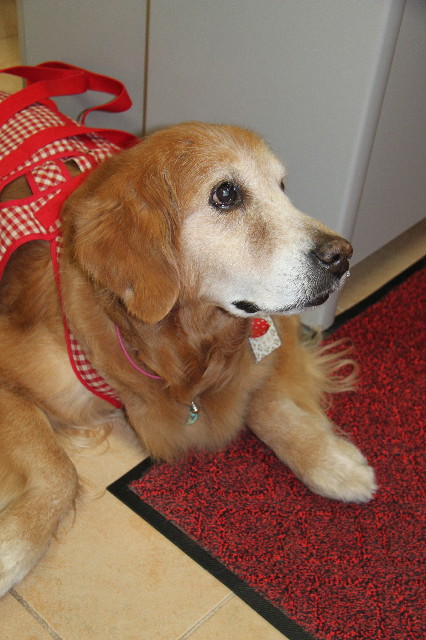 ファイル 2365-1.jpg