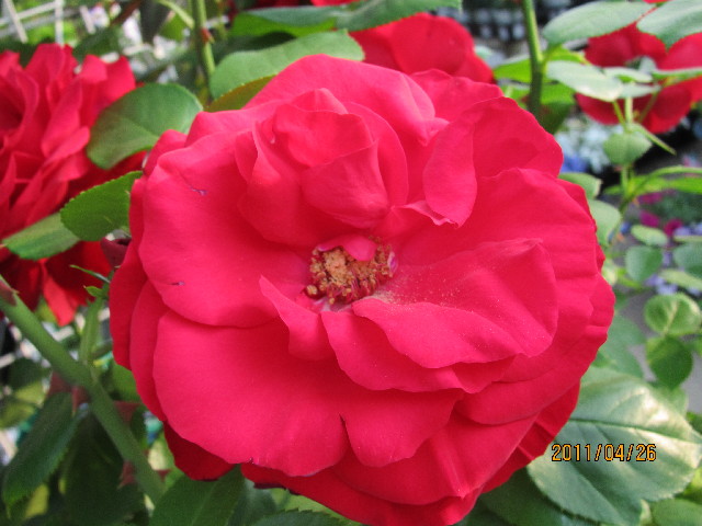 ファイル 2365-3.jpg