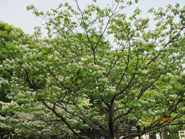 ファイル 2371-1.jpg