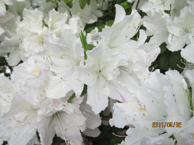 ファイル 2372-2.jpg